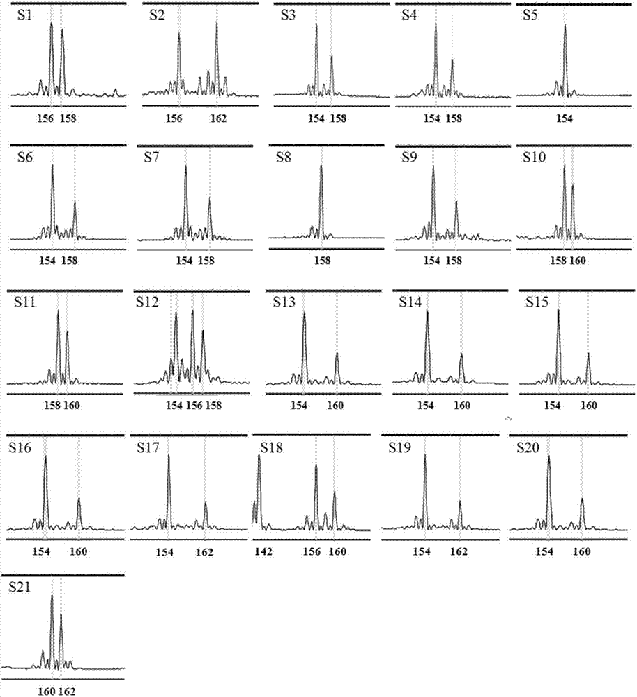 Mulberry EST-SSR (simple sequence repeat) molecular markers, and core primer group and application thereof