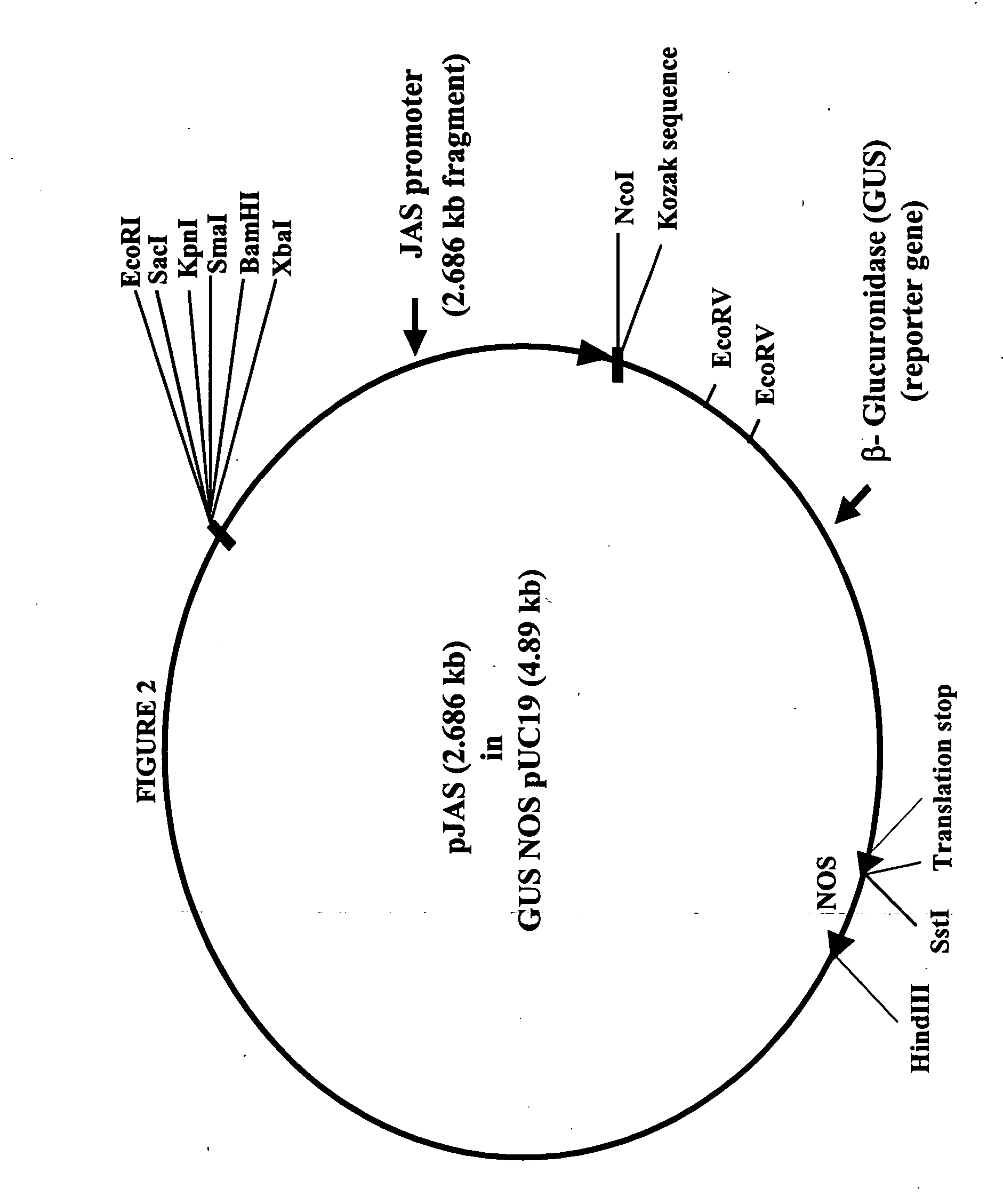 Stem-regulated, plant defense promoter and uses thereof in tissue-specific expression in monocots