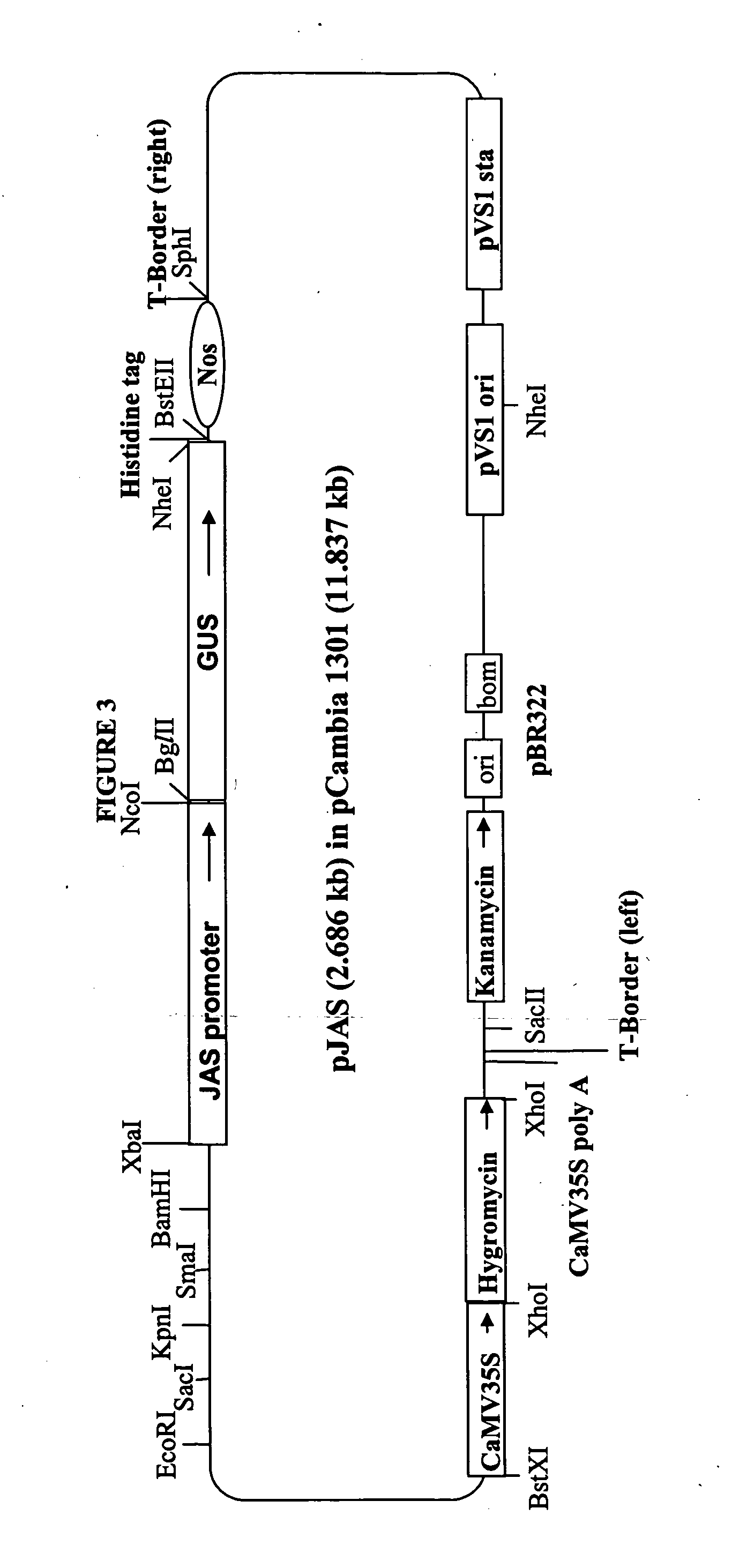 Stem-regulated, plant defense promoter and uses thereof in tissue-specific expression in monocots