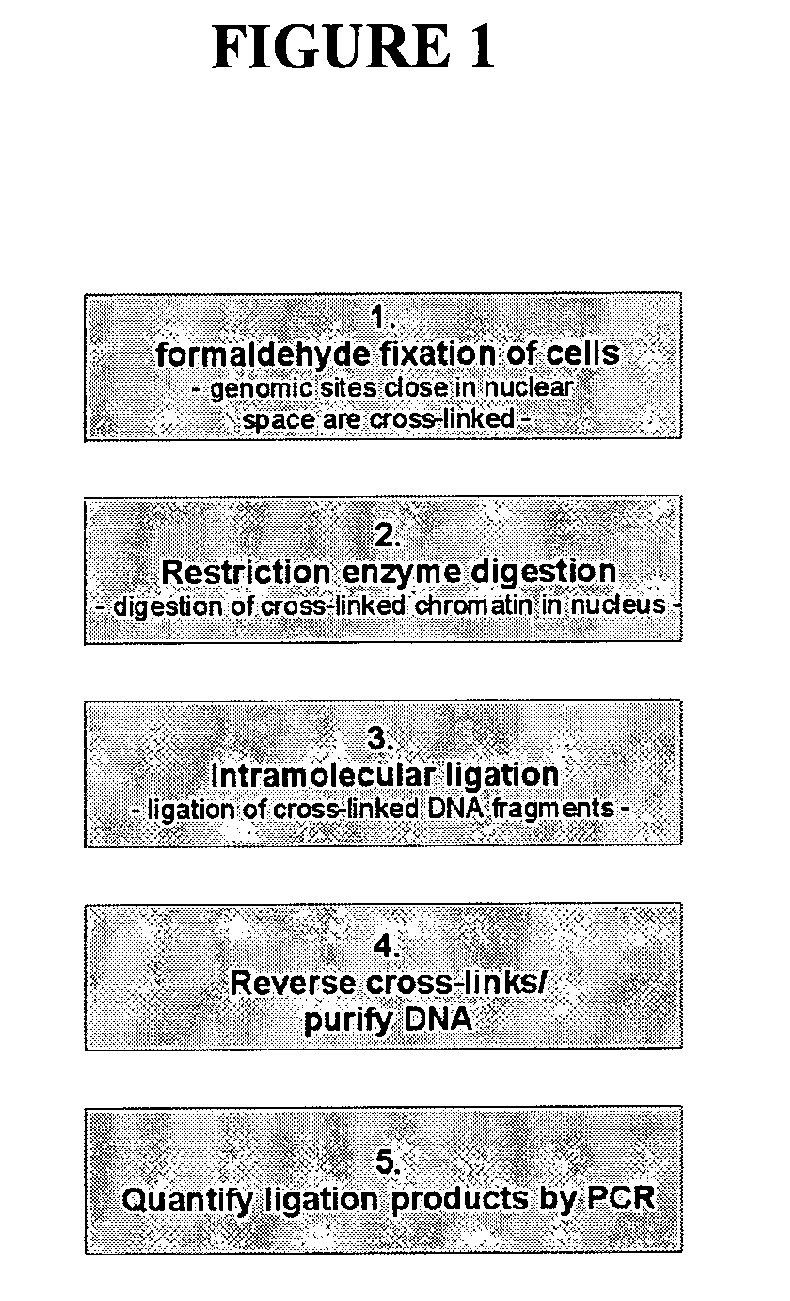 Circular chromosome conformation capture (4C)