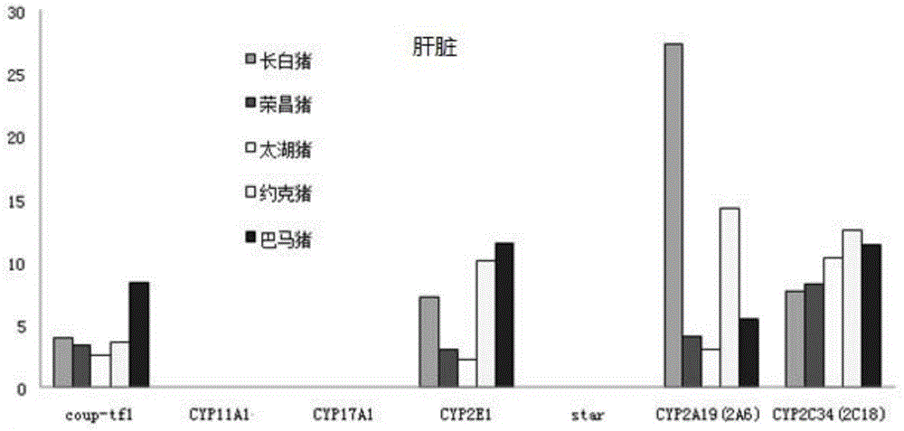 Porcine transcription factor coup-tf1, its recombinant vector and application