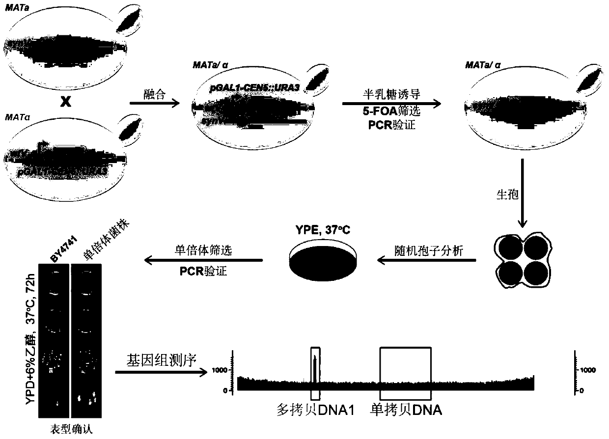 A method for detecting the position of large segment repeats in Saccharomyces cerevisiae chromosome