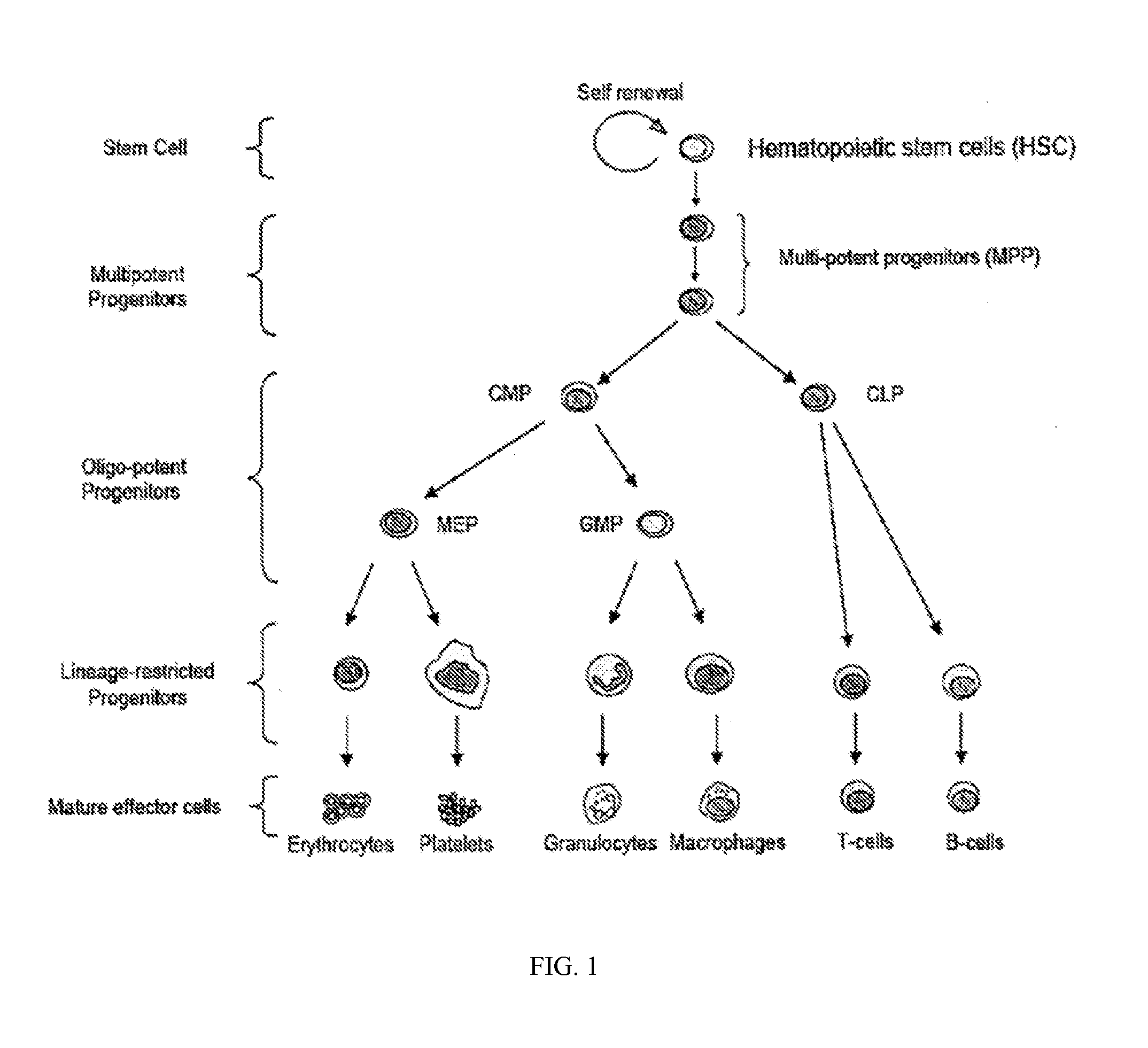 Tricyclic Lactams for Use in HSPC-Sparing Treatments for RB-Positive Abnormal Cellular Proliferation