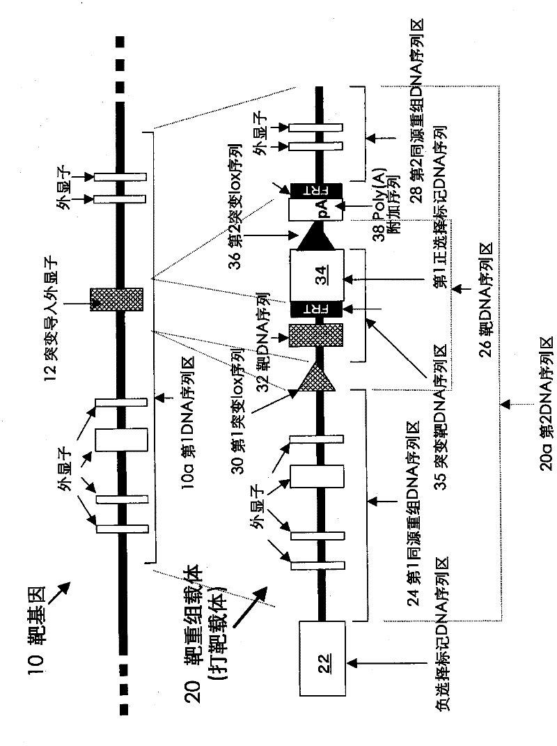 Method for introducing mutated gene, gene having mutation introduced therein, cassette for introducing mutation, vector for introducing mutation, and knock-in non-human mammal