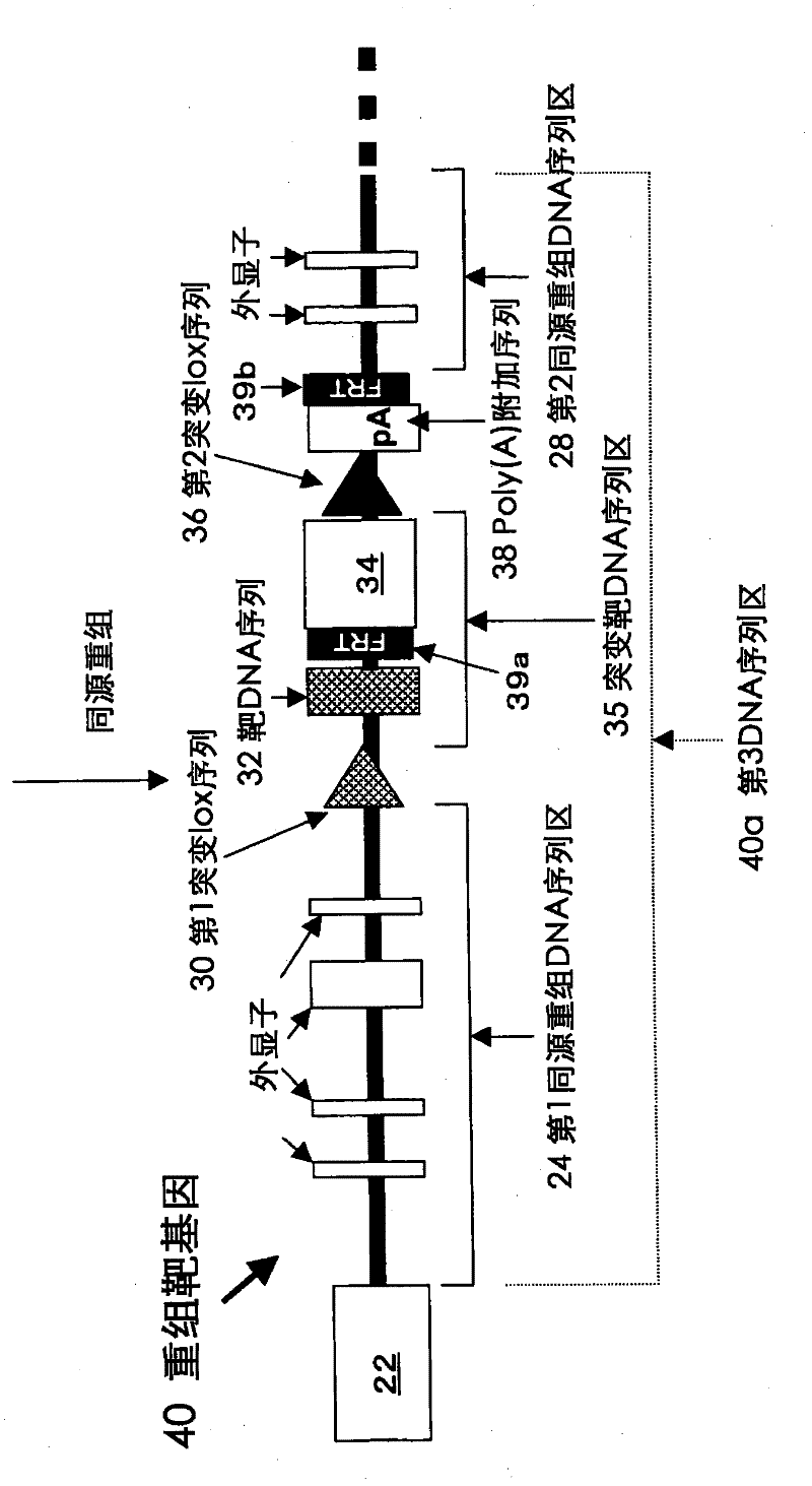 Method for introducing mutated gene, gene having mutation introduced therein, cassette for introducing mutation, vector for introducing mutation, and knock-in non-human mammal