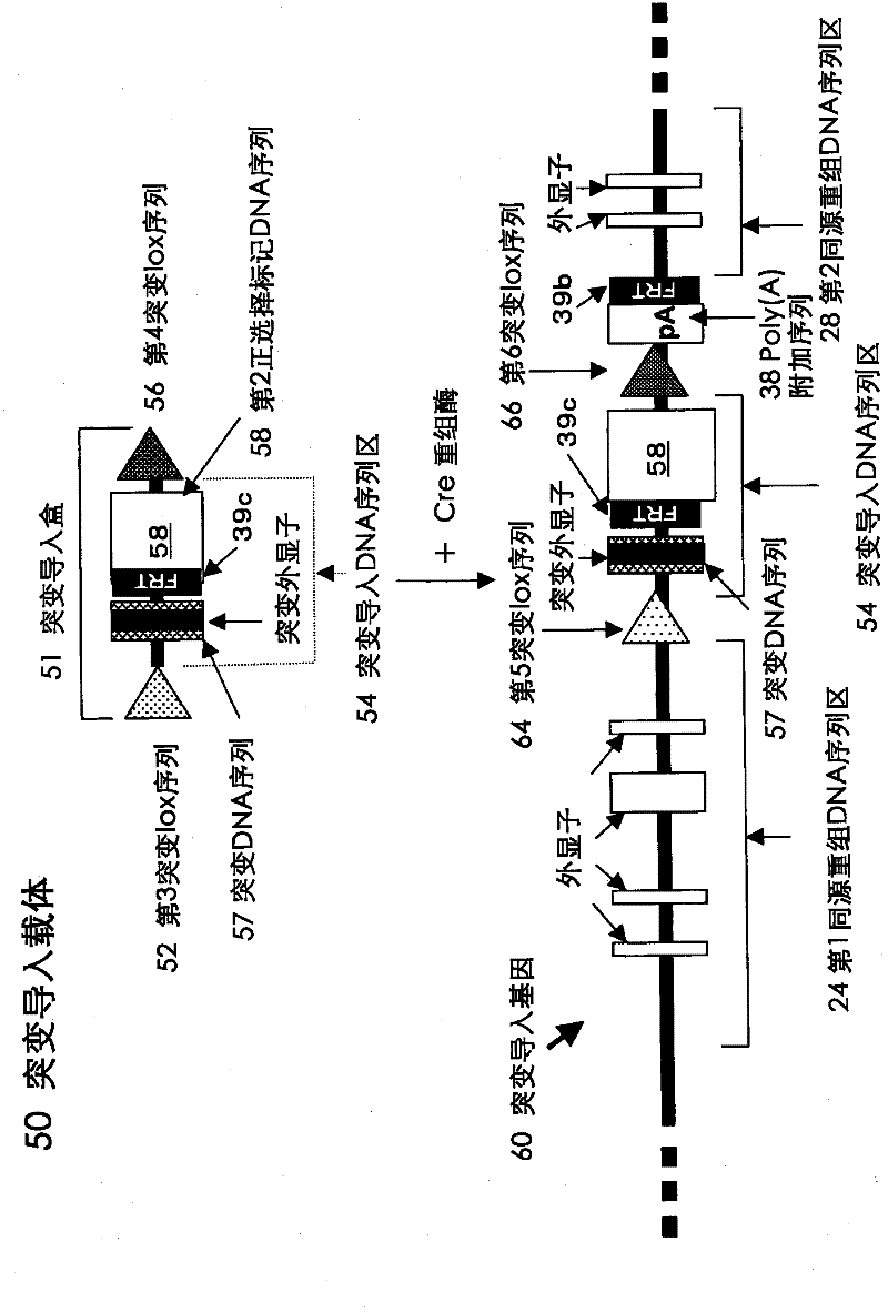 Method for introducing mutated gene, gene having mutation introduced therein, cassette for introducing mutation, vector for introducing mutation, and knock-in non-human mammal