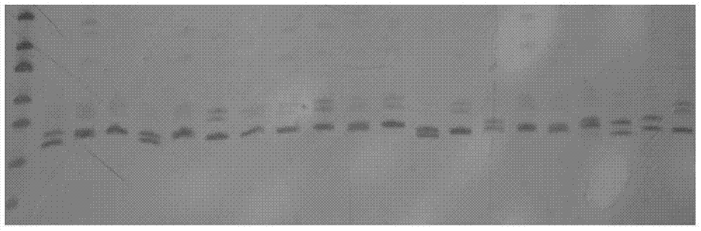 Specific primers and detection methods of microsatellite markers from Castanopsis similarius and Castanopsis militaris