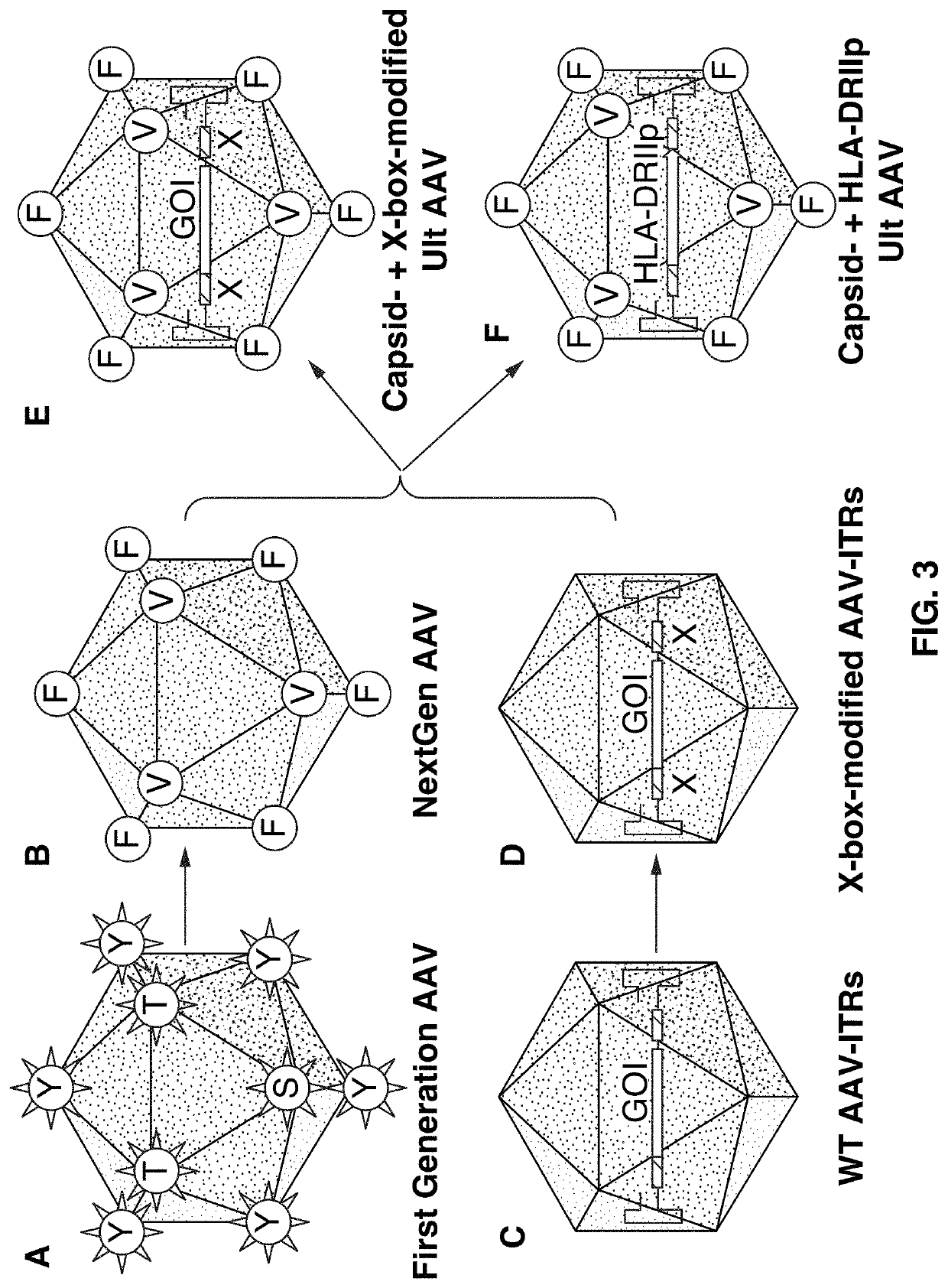 Modified aav vectors that dampen the humoral immune response