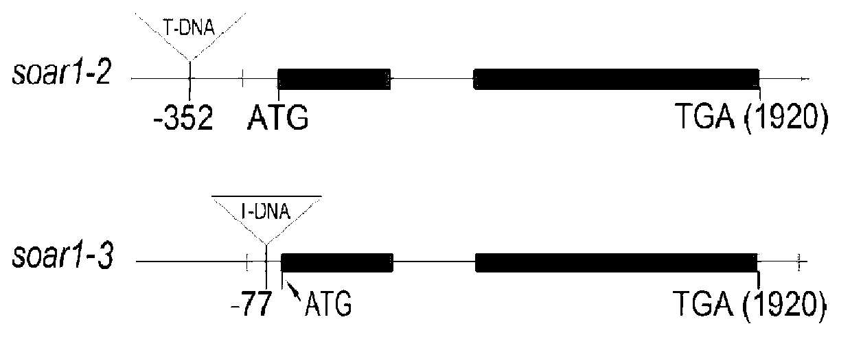 Application of SOAR1 protein and coding gene thereof to regulation and control on tolerance of plants to abscisic acid (ABA)