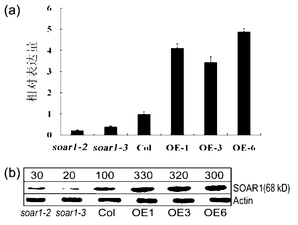 Application of SOAR1 protein and coding gene thereof to regulation and control on tolerance of plants to abscisic acid (ABA)