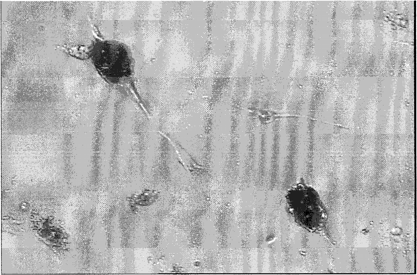 Method for inducing the differentiation of mesenchymal stem cells of human embryo livers into islet beta-like cells and stably expressing insulin and special induced liquid thereof