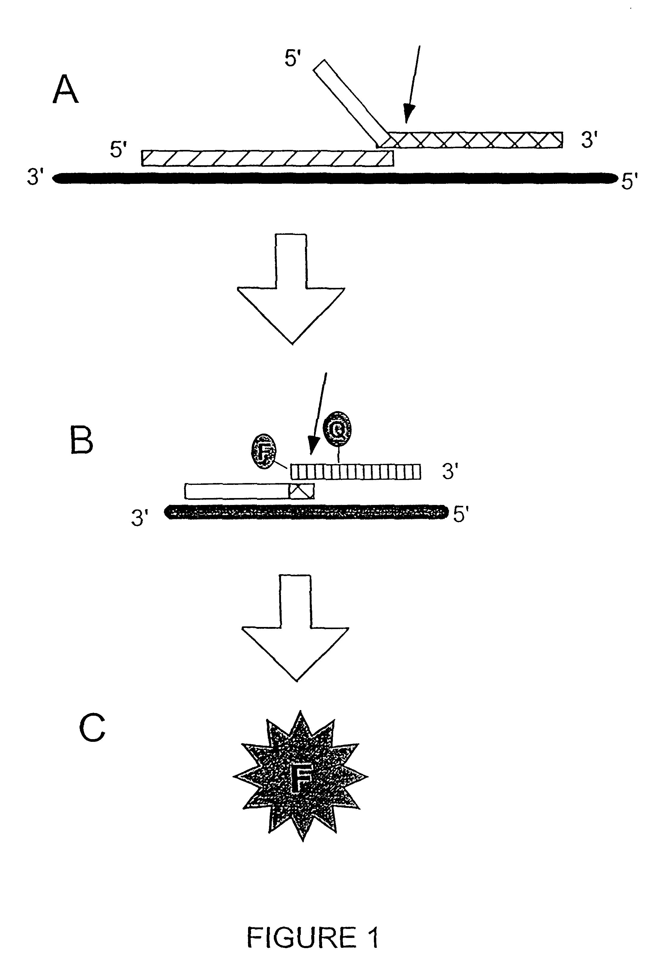 Enzymes for the detection of nucleic acid sequences