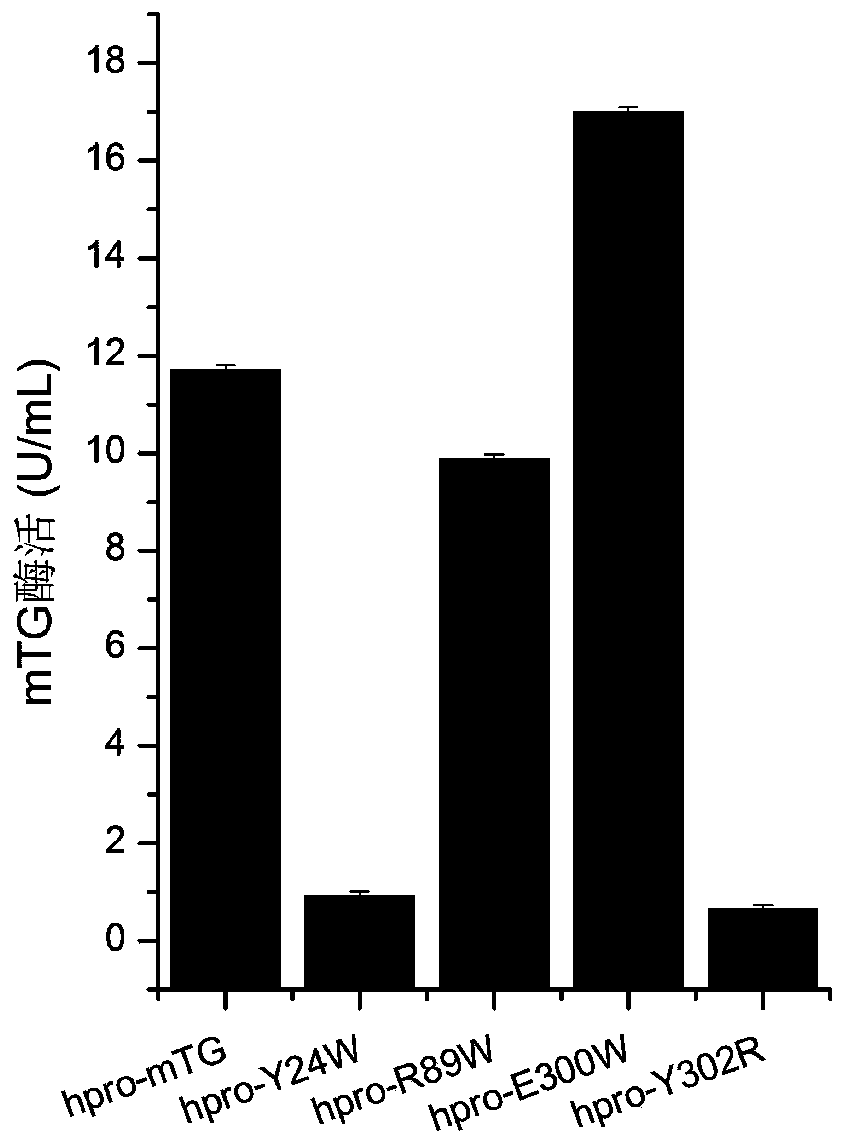 A mutant of transglutaminase expressed in an active form