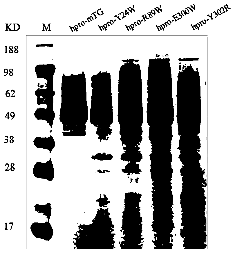 A mutant of transglutaminase expressed in an active form