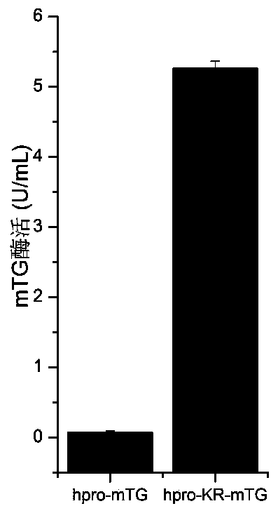 A mutant of transglutaminase expressed in an active form