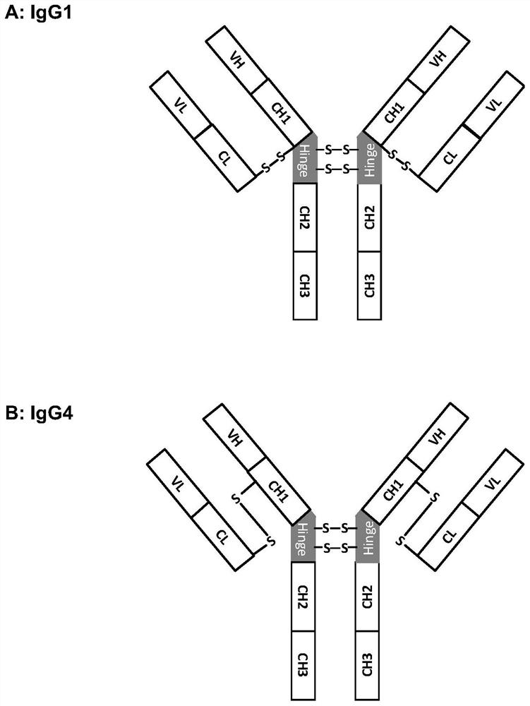 Method for preparing bispecific antibodies