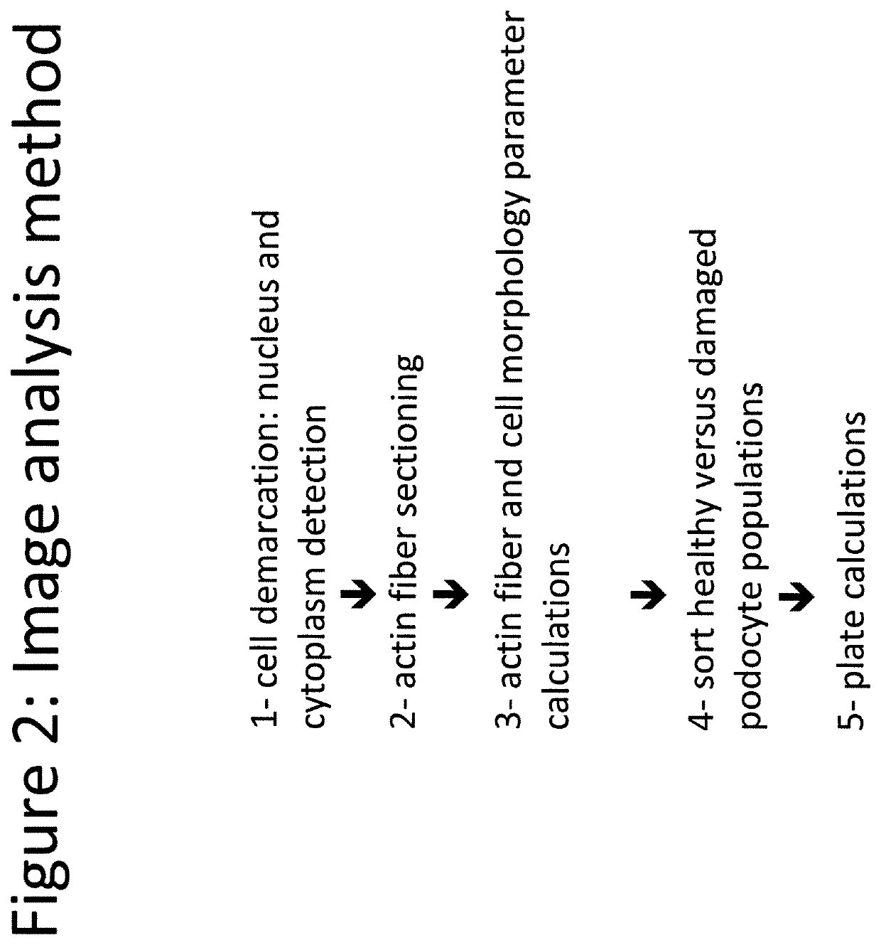 Podocyte cultures and uses thereof