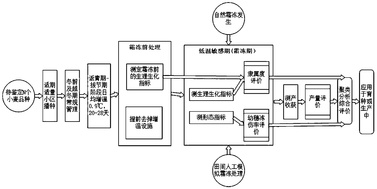 Field identification and evaluation method for wheat late frost resistance