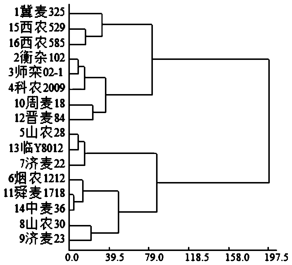 Field identification and evaluation method for wheat late frost resistance