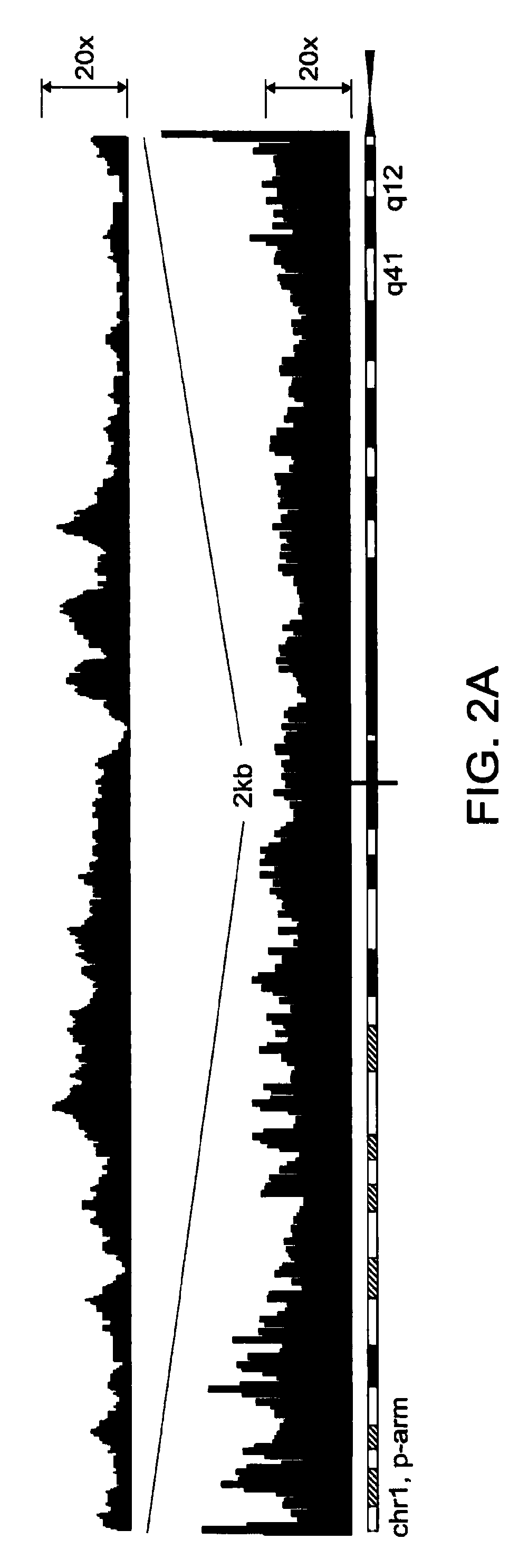 Methods of amplifying whole genome of a single cell