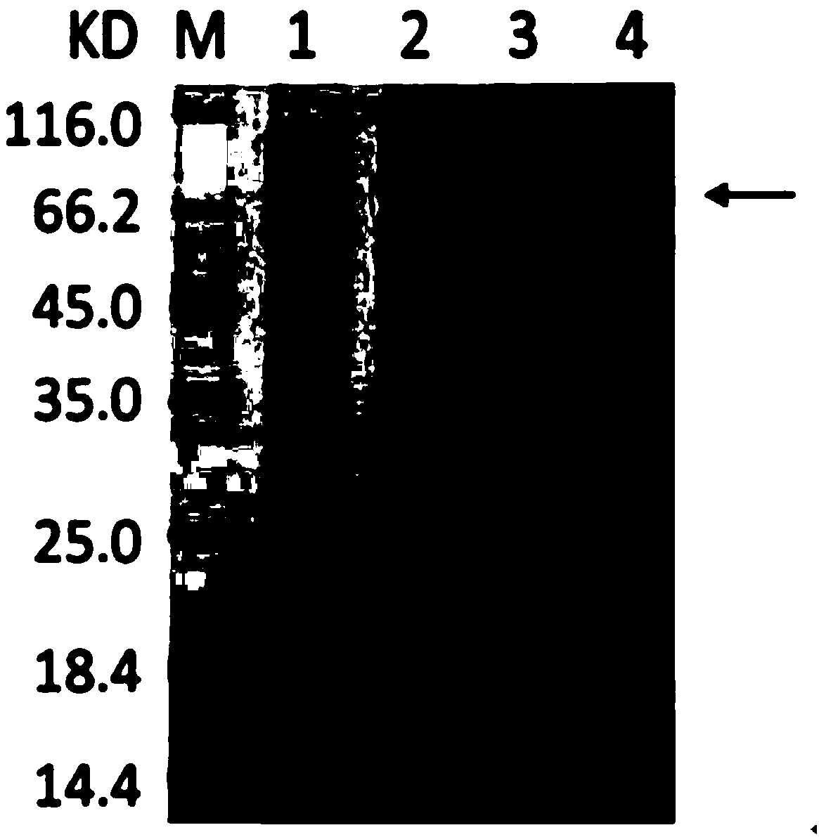 Preparation method and application of Swollenin protein sourced from Trichoderma Guizhouense