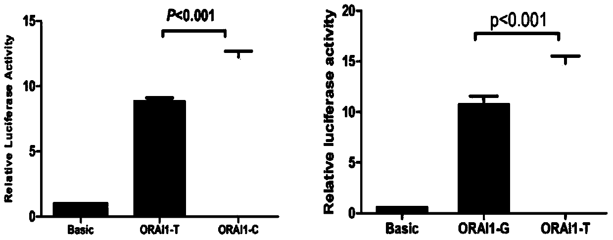 Orai1 gene polymorphism associated with susceptibility to chronic urticaria and its detection preparation