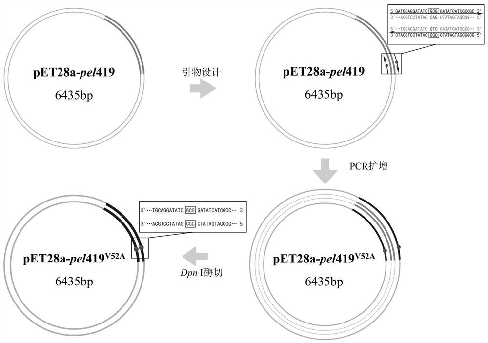 Pectic lyase mutant [delta]Pel419 as well as coding gene, preparation method and application thereof