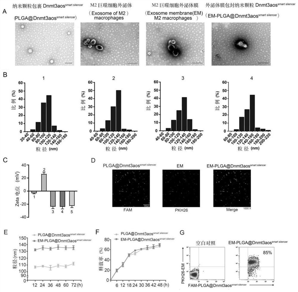 A kind of macrophage exosome membrane-coated biomimetic nanoparticle and its preparation method and application