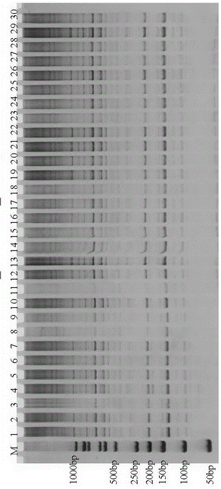 Srap molecular marker closely linked to tomato male sterility gene and its obtaining method