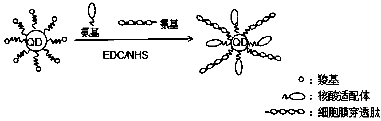 A living cell super-resolution optical imaging probe and its preparation method