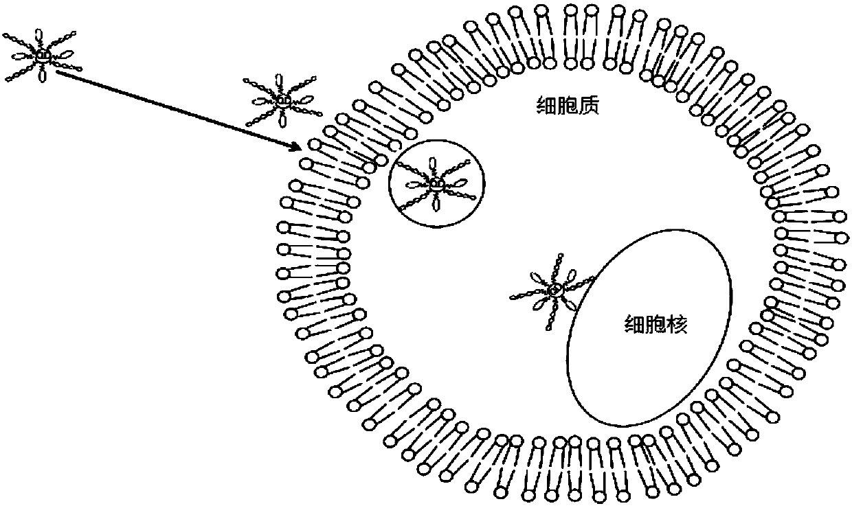 A living cell super-resolution optical imaging probe and its preparation method