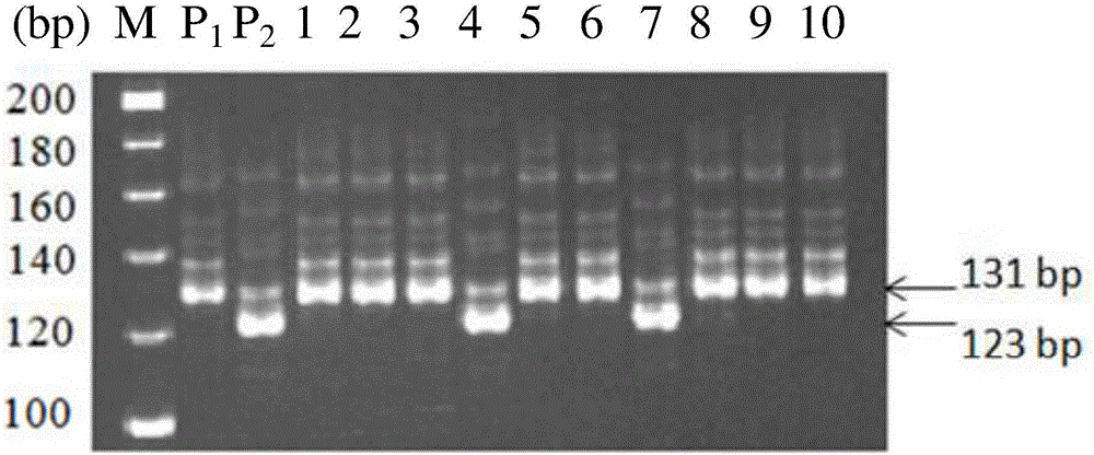 Gene QDTY11.5&lt;IR66897B&gt; for substantially enhancing drought tolerance of rice in reproductive stage, and molecular marking method thereof