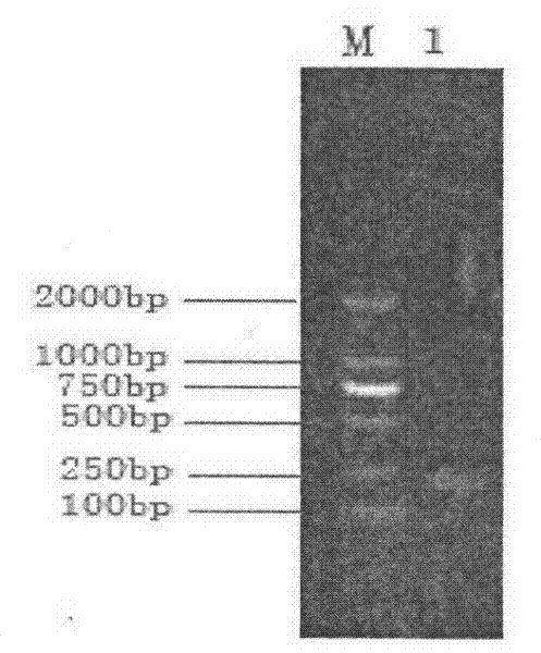 Listeria monocytogenes strains and uses thereof