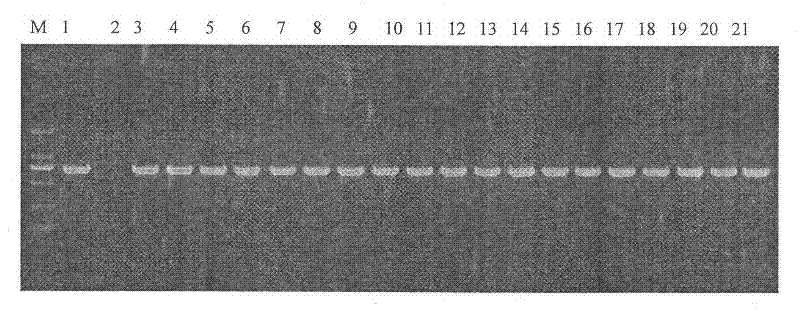 Listeria monocytogenes strains and uses thereof