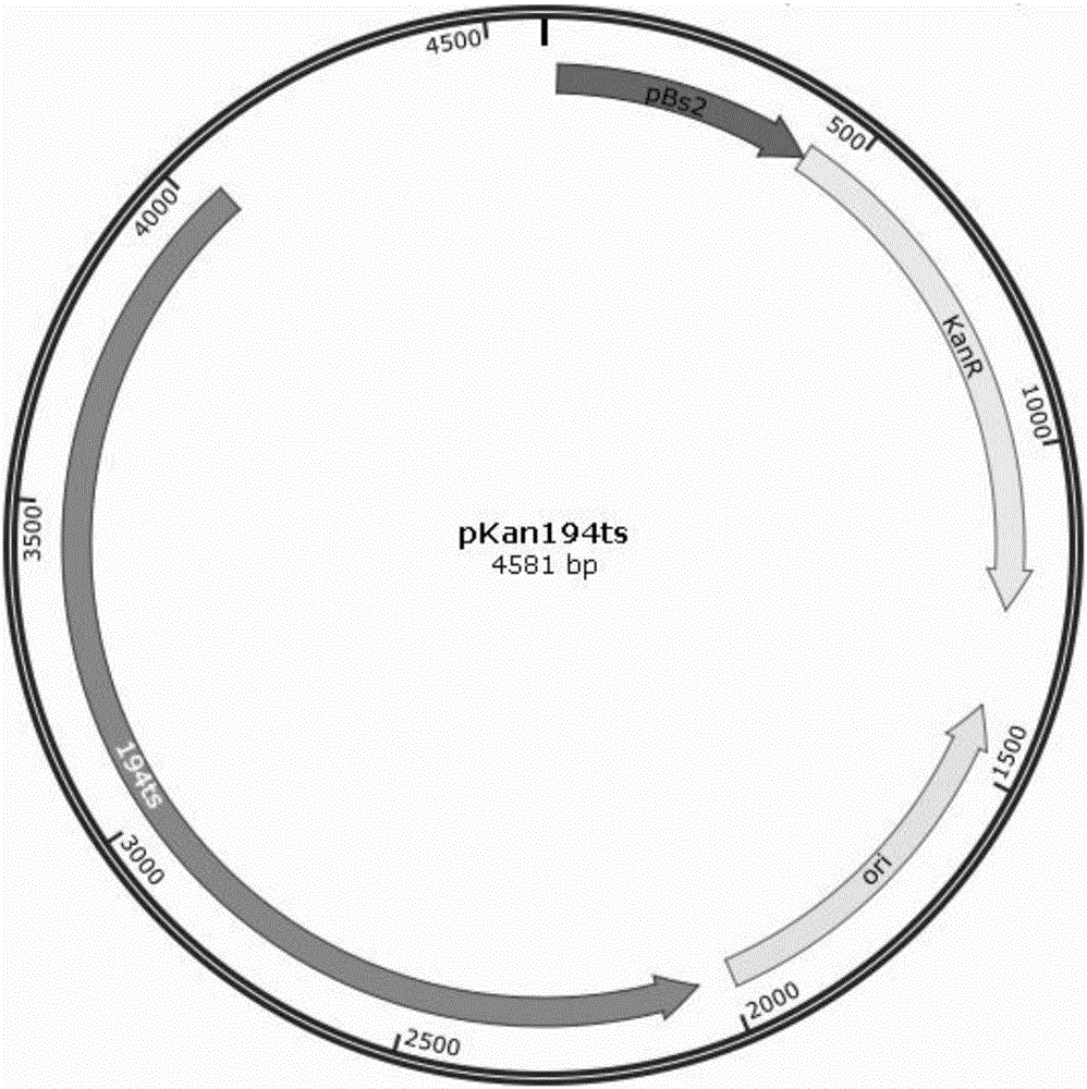 Multi-gene stacking knockout method for bacillus