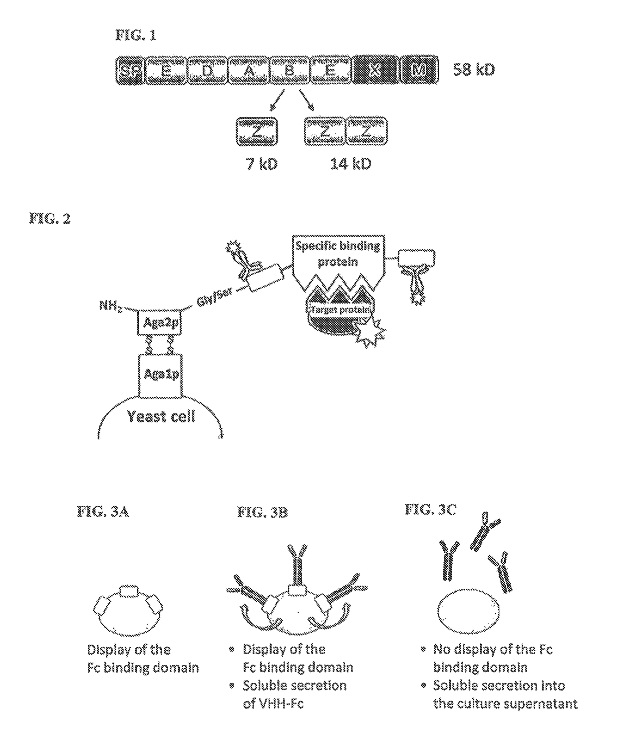 Method of producing secretable antibodies by expression in saccharomyces cerevisiae