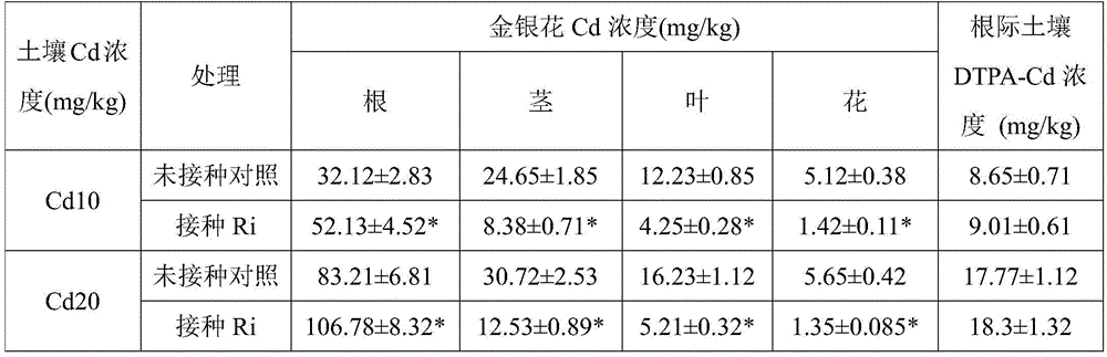 Method for reducing honeysuckle cadmium accumulation and increasing yield of honeysuckle by means of glomus intraradices