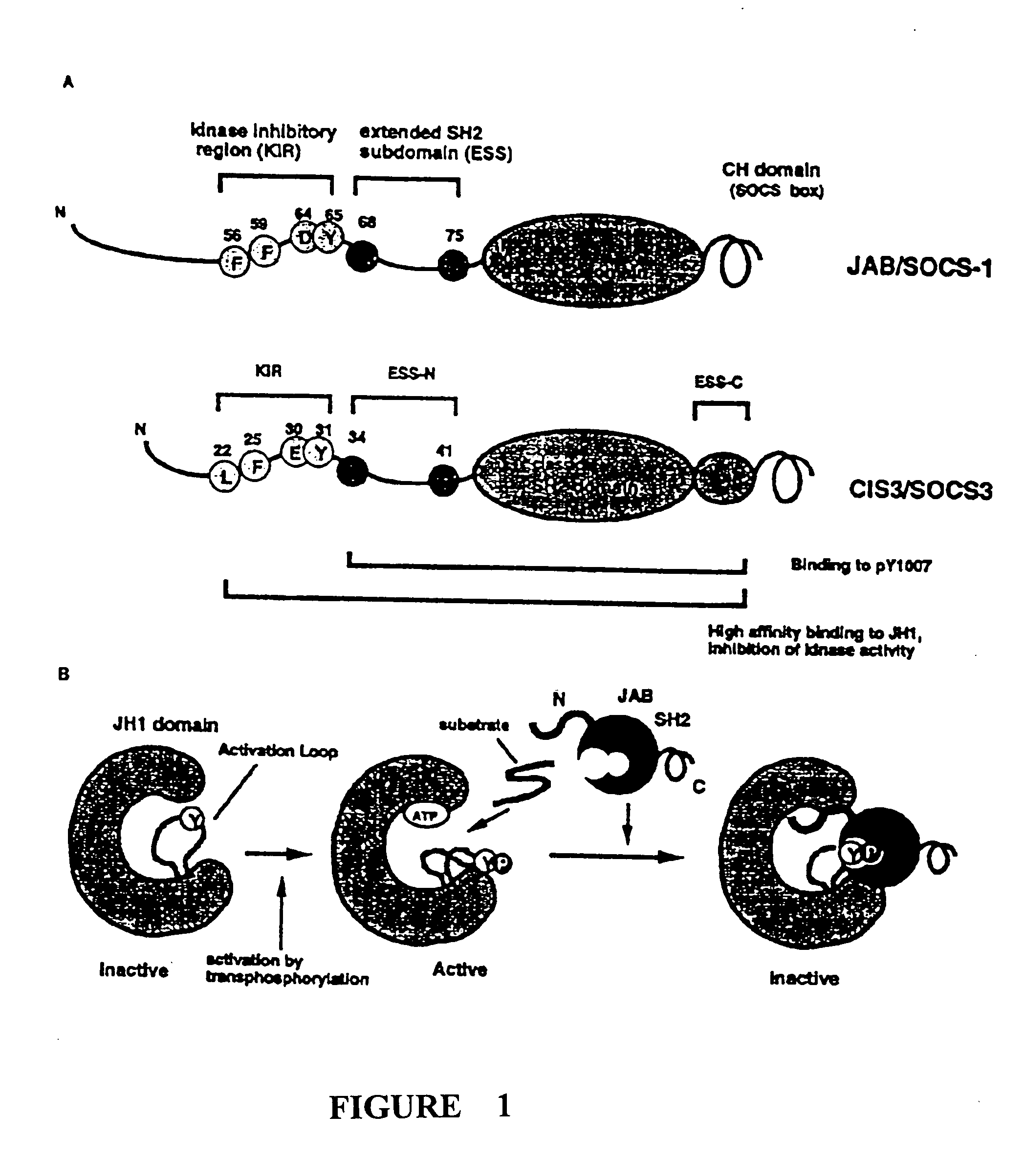 Modulation of SOCS expression in therapeutic regimens