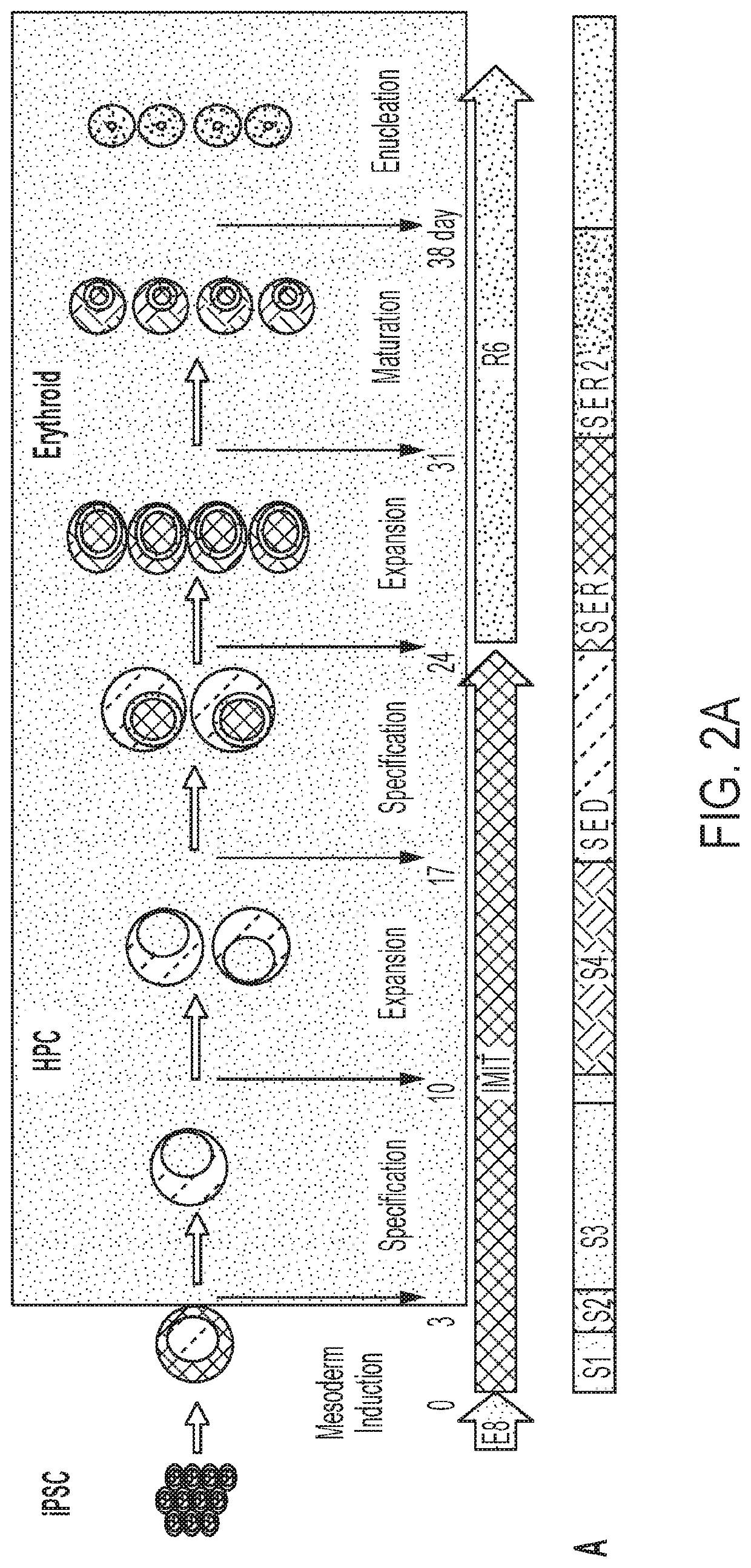 Red blood cells expressing von willebrand factor protease and methods of use thereof