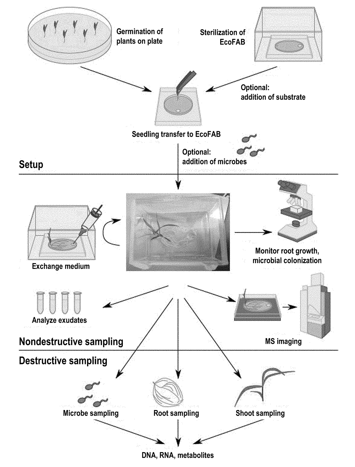 Ecosystem for determining plant-microbe interactions