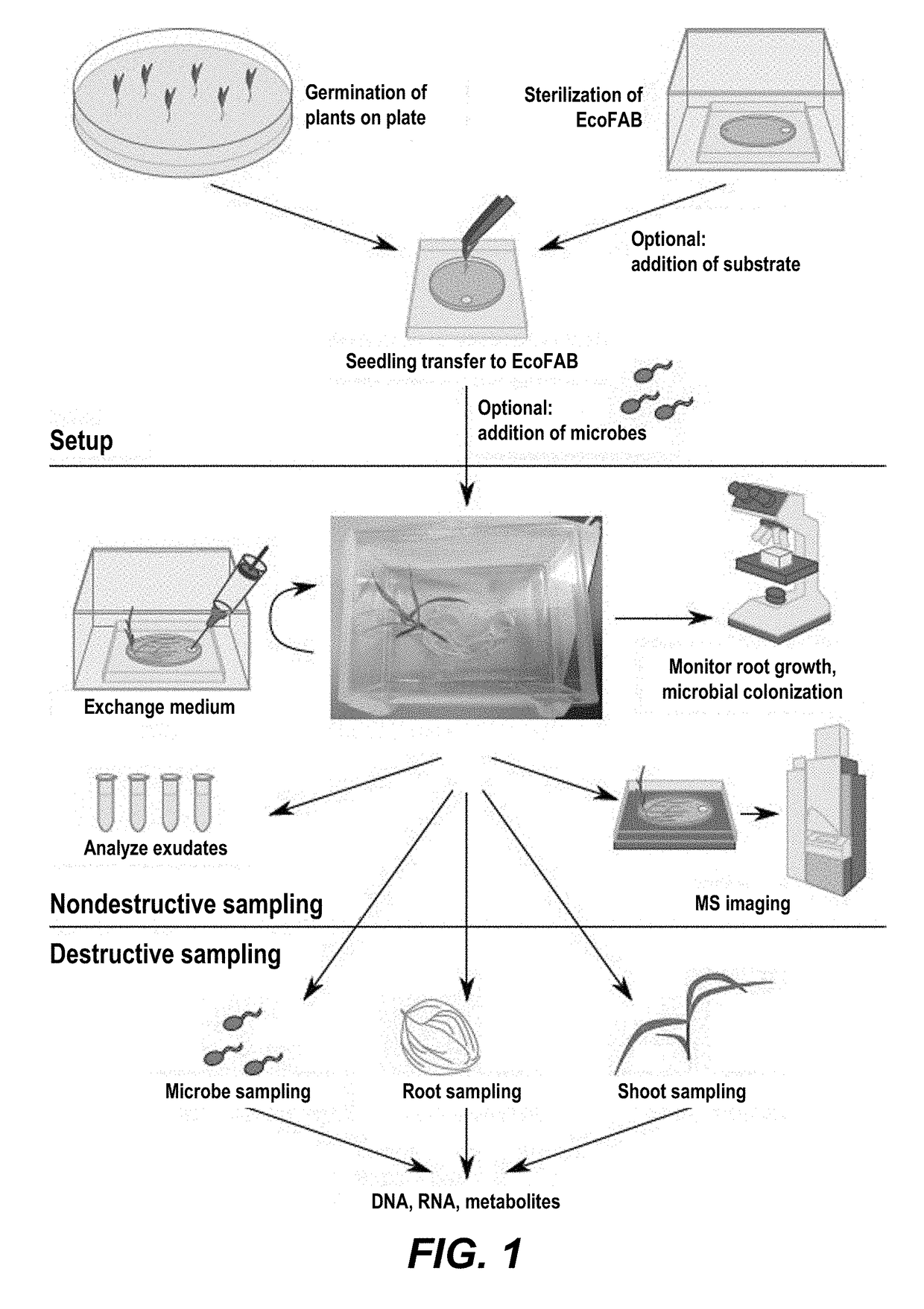 Ecosystem for determining plant-microbe interactions