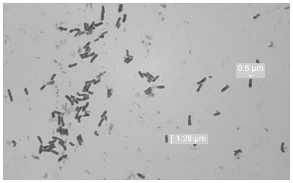 Specific lactic acid bacteria culture medium and culture method and application thereof