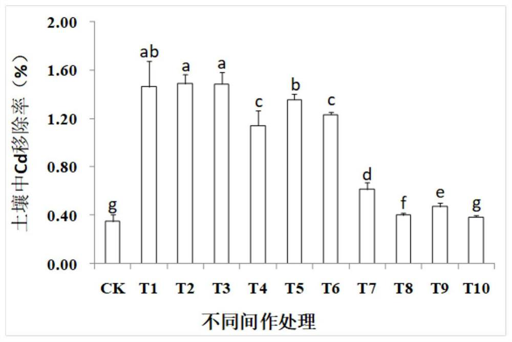 A method for repairing cd polluted soil by intercropping herbaceous plants and water spinach