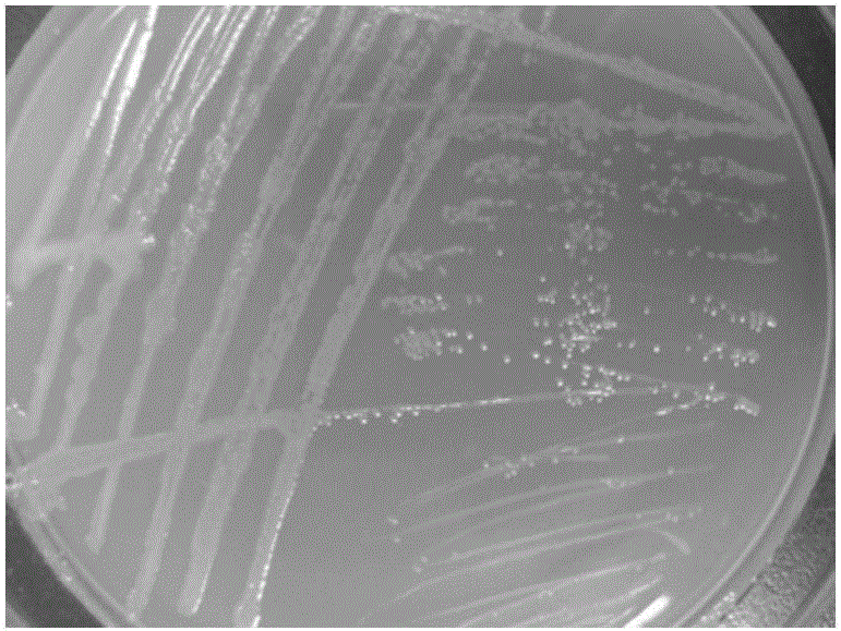 Pseudomonas aeruginosa ZJPH1504 and application thereof in preparation of sitagliptin chiral intermediate