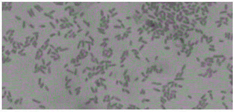 Pseudomonas aeruginosa ZJPH1504 and application thereof in preparation of sitagliptin chiral intermediate