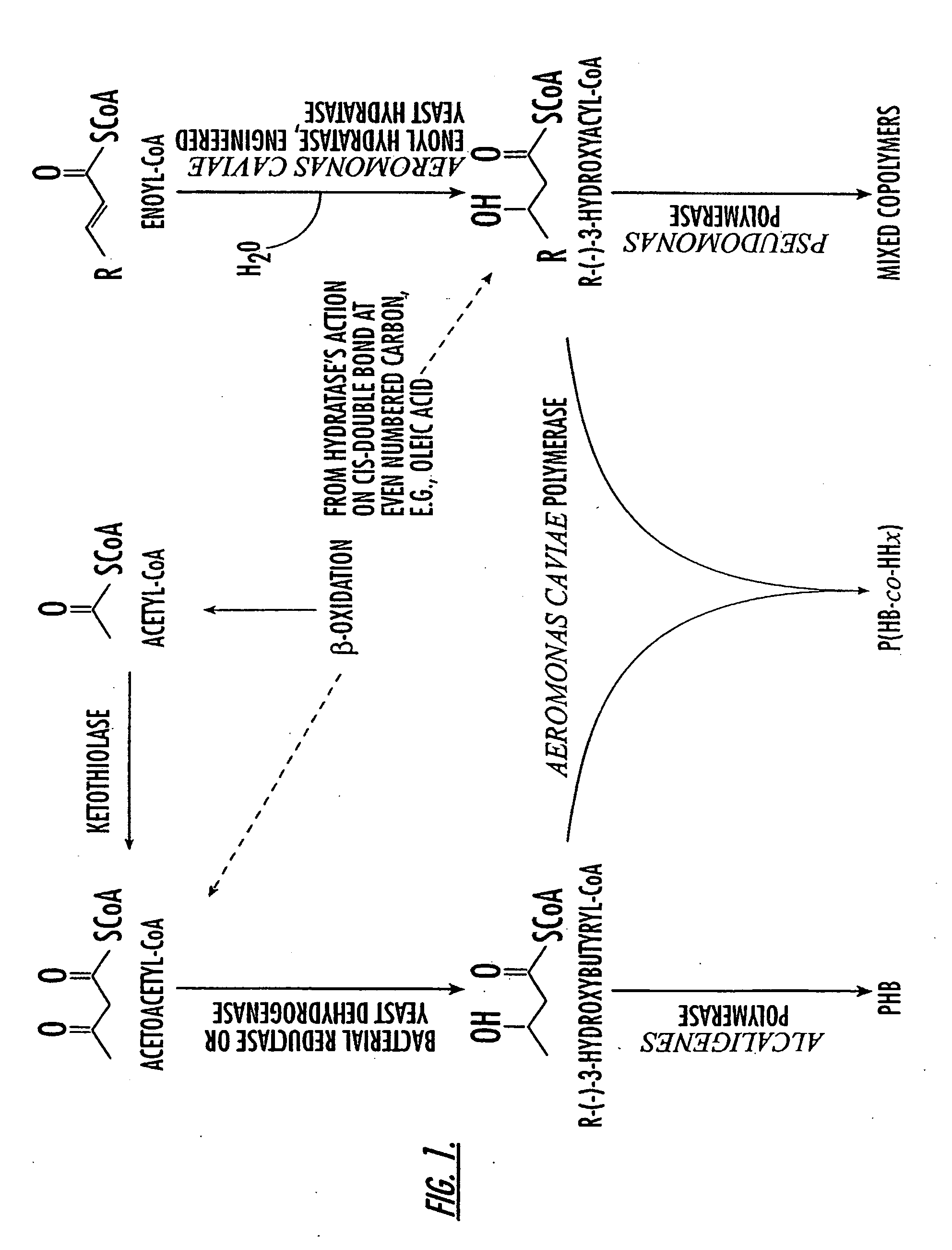 Production of polyhydroxyalkanoate in plants