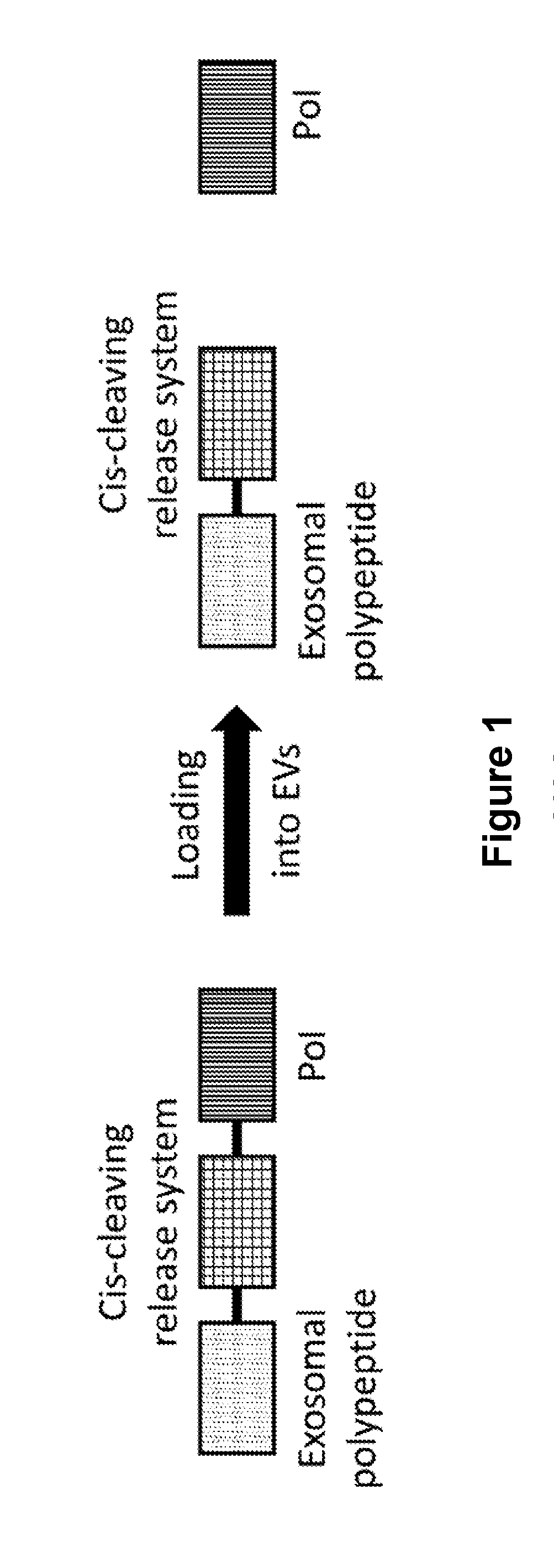 Exosomes comprising therapeutic polypeptides