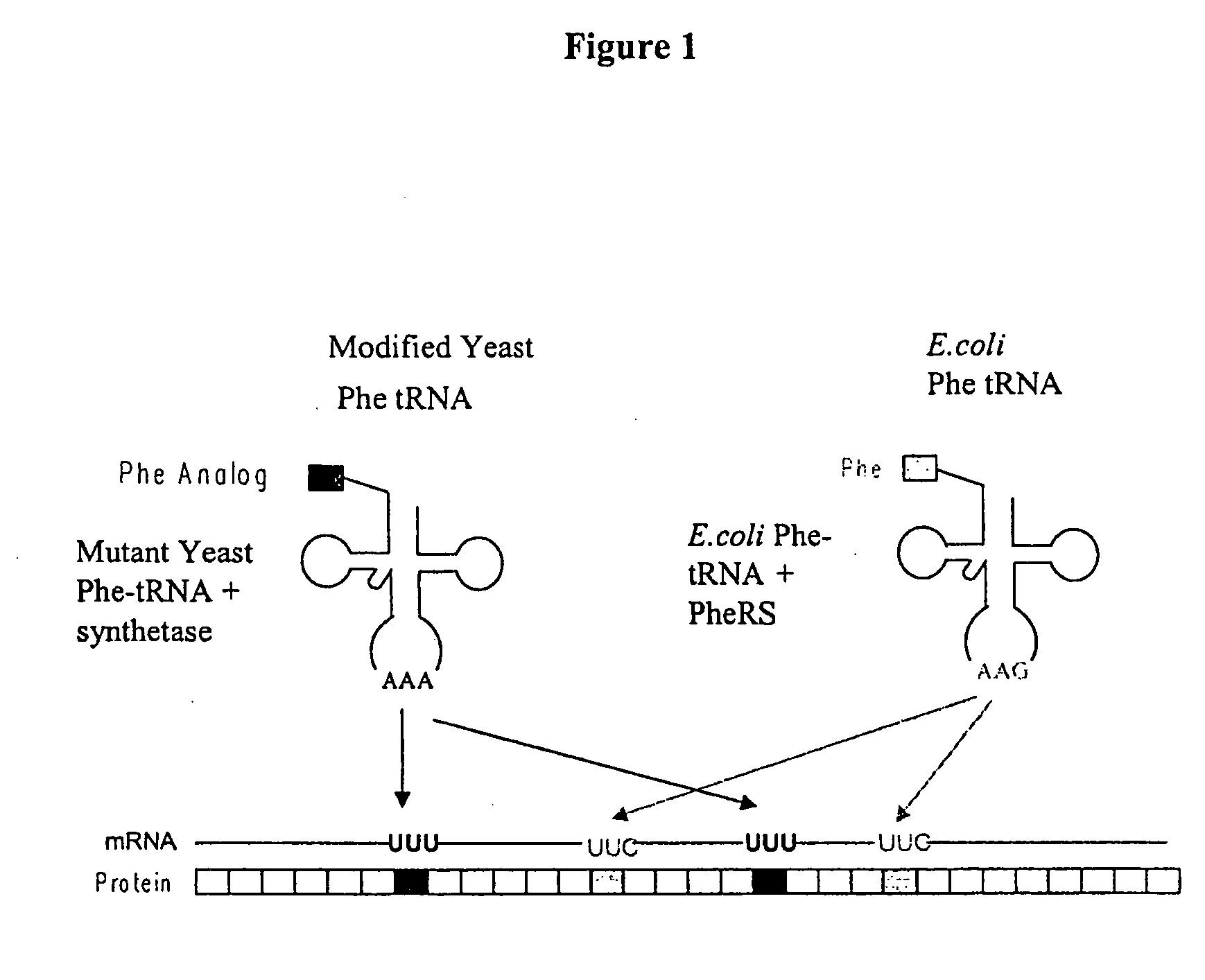 Modulating pH-sensitive binding using non-natural amino acids