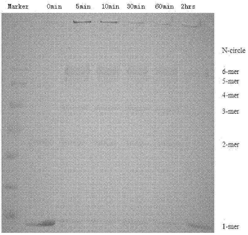 Chimaera for HK97 bacteriophage virus-like particle and application of chimaera