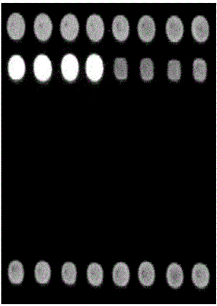 Gene chip and detection method for detecting FMDV, VSV, SVDV, PPRV and BTV